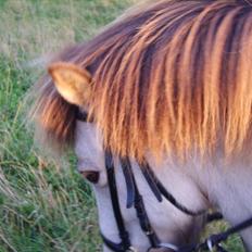 Anden særlig race Buller <33