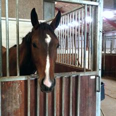 Pinto Hoelgaard´s Don Chirico