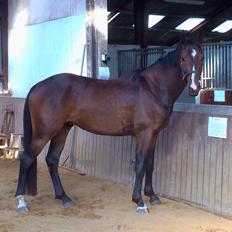 Pinto Hoelgaard´s Don Chirico