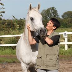 Arabisk fuldblod (OX) Zahkir