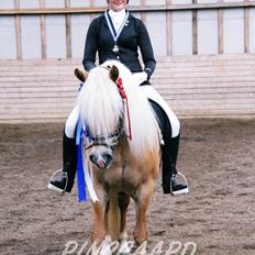 Haflinger Angelique<3