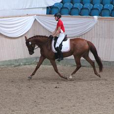 Dansk Varmblod DANER FAIR-WAY