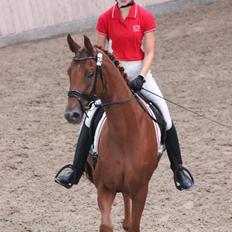 Dansk Varmblod DANER FAIR-WAY