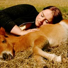 Shetlænder My Best Choice Constantino