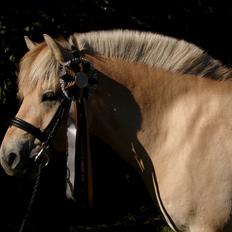 Fjordhest Oscar Vårby