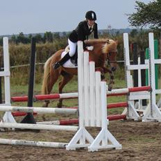 Islænder Fina-Gloa fra Jespergaard