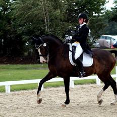 Dansk Varmblod Sant Jordi´s Mccoy, B-Hest