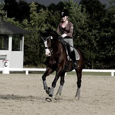 Dansk Varmblod Sant Jordi´s Mccoy, B-Hest