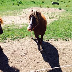 Welsh Mountain (sec A) R. I . P. Solbakkens Eddie *Solgt*