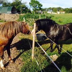 Welsh Mountain (sec A) R. I . P. Solbakkens Eddie *Solgt*