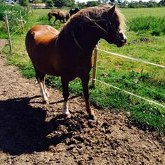 Welsh Mountain (sec A) R. I . P. Solbakkens Eddie *Solgt*