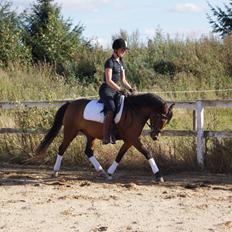 Welsh Partbred (Sec F) | Eowyns First Rose |