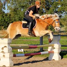 Tyroler Haflinger Hoya af Elghuset (Solgt)