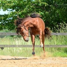 Lusitano Horatio The Noble One