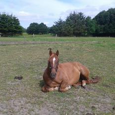 Anden særlig race Stald Nedergaards Red Star