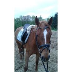 Anden særlig race Stald Nedergaards Red Star