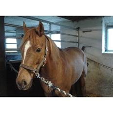 Anden særlig race Stald Nedergaards Red Star