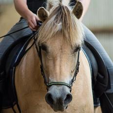 Fjordhest | Odin Møldrup | Hotte 