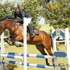 Irsk Sportspony Gannons lass  *Solgt*