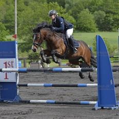 Irsk Sportspony Gannons lass  *Solgt*