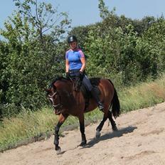Tysk Oldenburger Lilly Marleen (Lille Lilly)