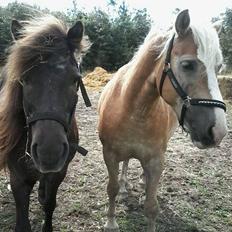 Tyroler Haflinger Bamse