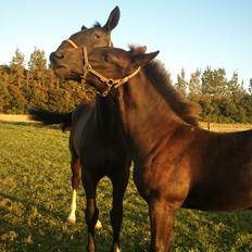 Oldenborg Tanja Hornbæk