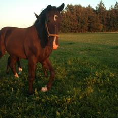 Oldenborg Tanja Hornbæk