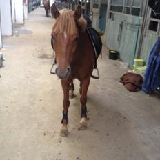 Anden særlig race Speedy