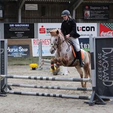 Anden særlig race Jolly Jumper