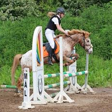 Anden særlig race Jolly Jumper