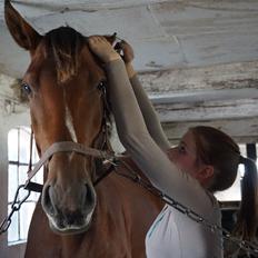 Dansk Varmblod A.B. Chico