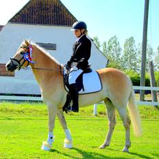 Haflinger Unikka Stald Friis