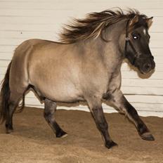 Shetlænder Østergårdens Combardo ''Pony''