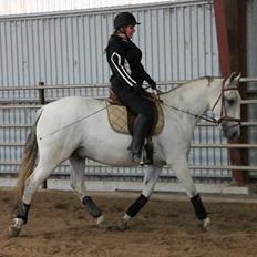 Lipizzaner Maestoso Thais II