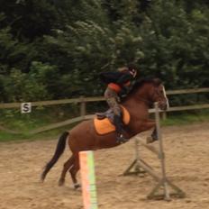 Tysk Sportspony Kong Arthur [Kongen<3]