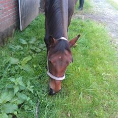 Anden særlig race Cheri