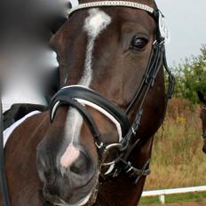 Dansk Varmblod Madonna