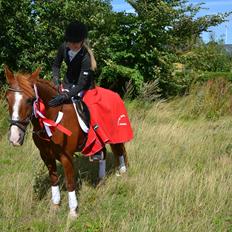 Hollandsk Sportspony Mon Cheval