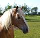 Haflinger Sofie