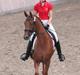 Dansk Varmblod DANER FAIR-WAY