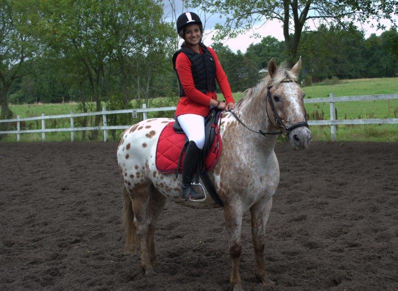 Knabstrupper Cocio  billede 2