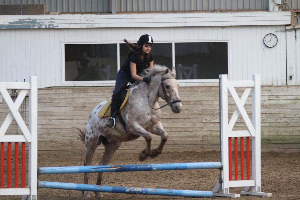 Knabstrupper Cocio  billede 4