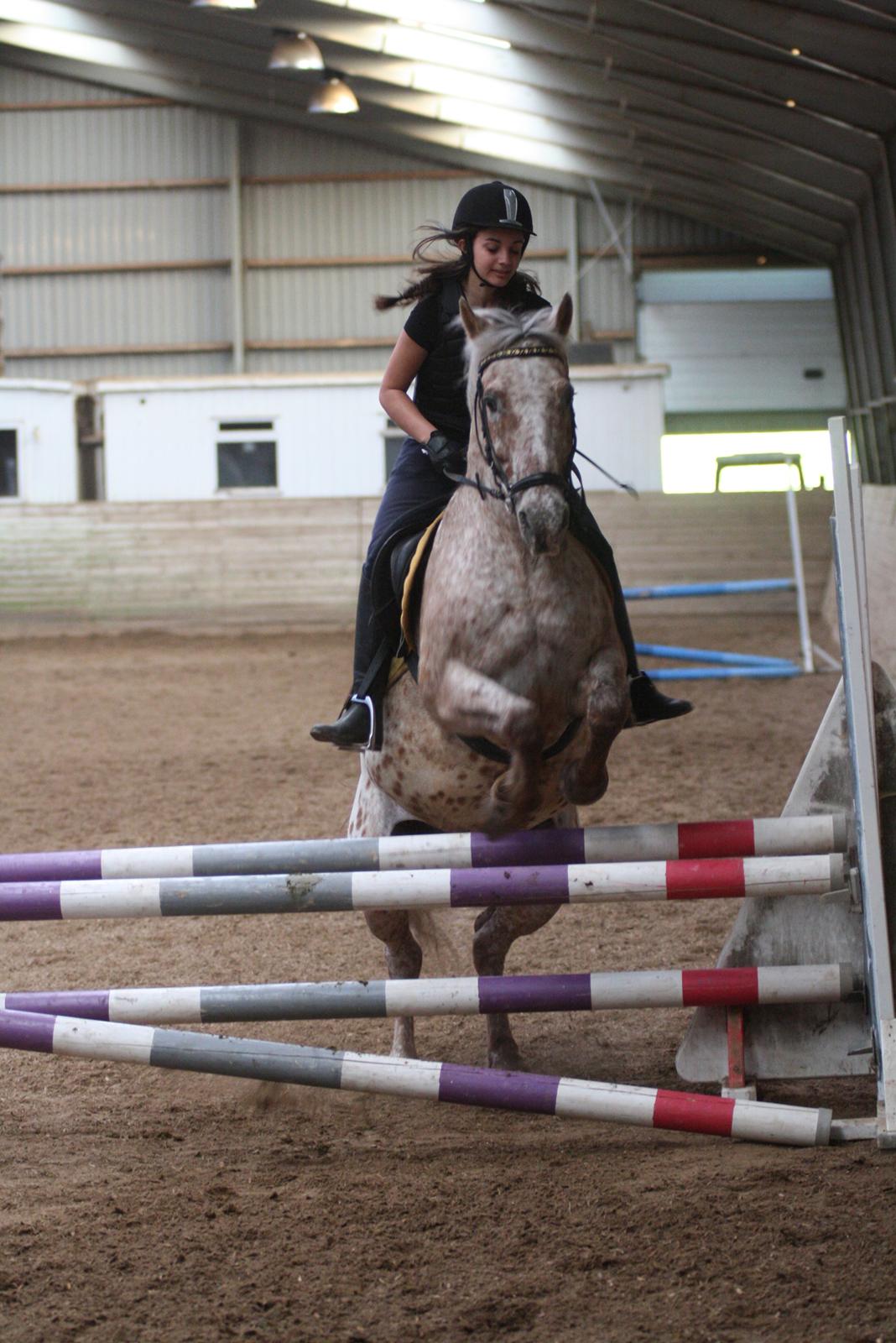 Knabstrupper Cocio  billede 6