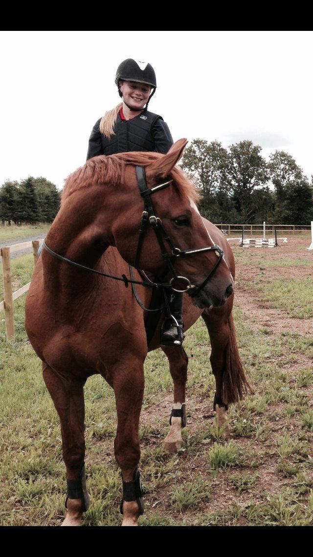Dansk Varmblod Storgaardens Rialto billede 7