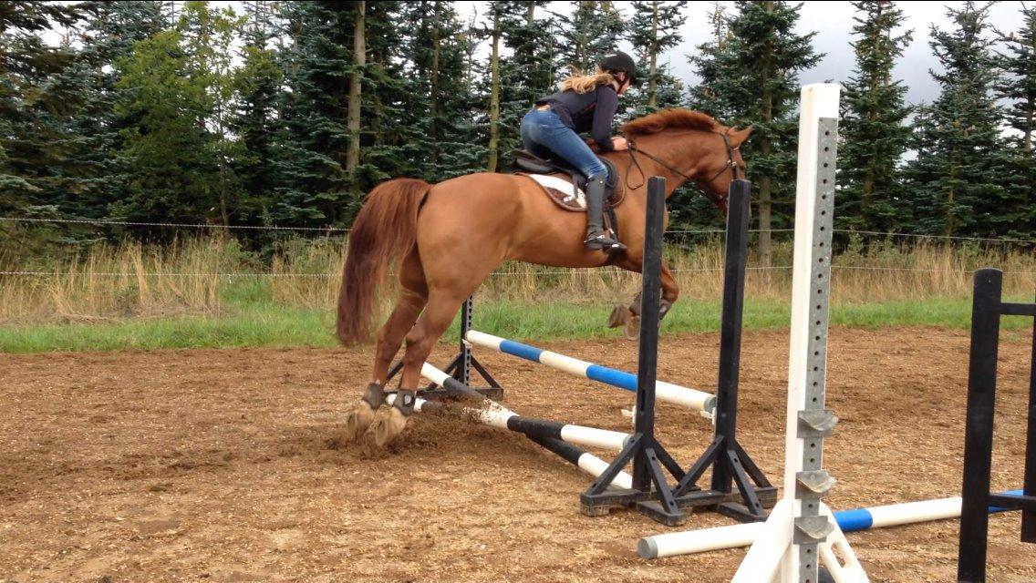 Dansk Varmblod Storgaardens Rialto - Dressurhesten prøver spring! billede 16