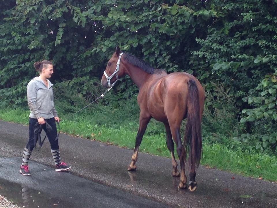 Anden særlig race Lucky af Tøgesensminde. billede 10