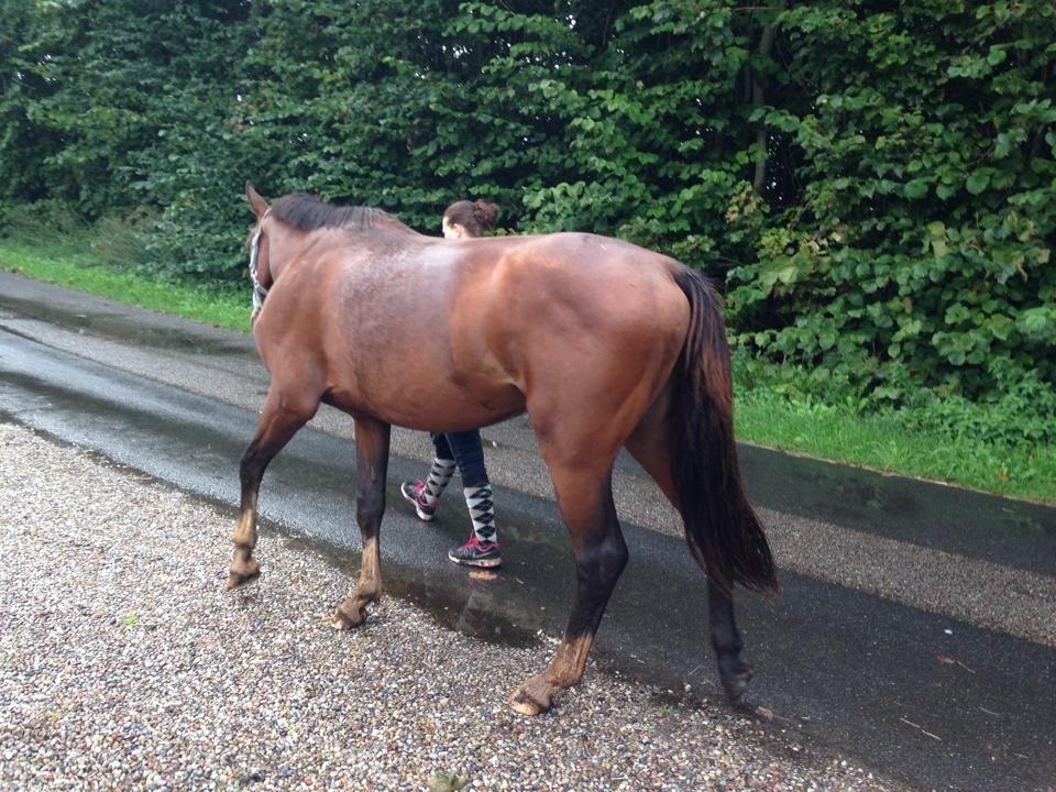 Anden særlig race Lucky af Tøgesensminde. billede 8