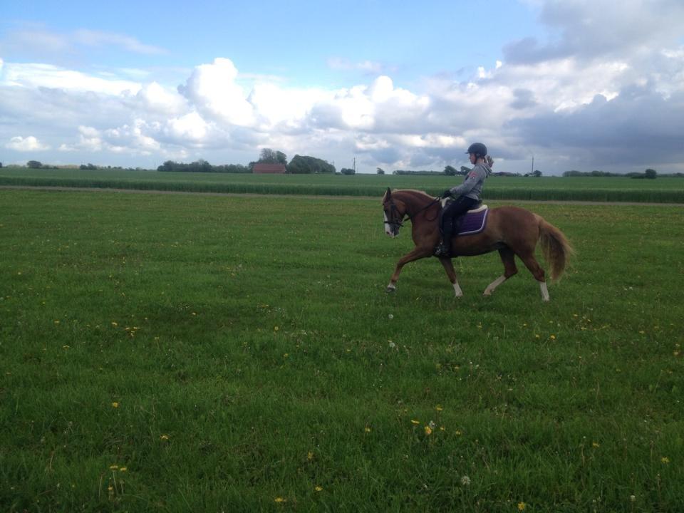 DSP Zita A. M - Natur - træning <3 billede 12