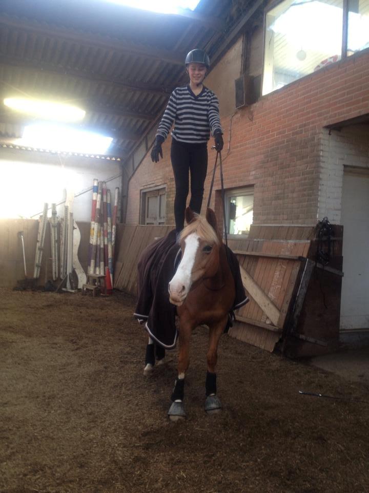 DSP Zita A. M - Første gang stående! <3 ( Nu kan jeg også uden sadel....) billede 13